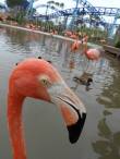 Flamingo Photobomber, SeaWorld, San Diego, CA