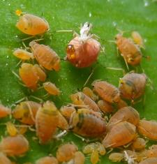 Aphids in Macro.