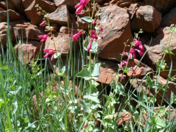 Pink Flowers, Red Rocks. Oak Creek, Forest Houses Resort, Sedona AZ